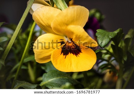 Pansy flower bright yellow colors closeup with a dark blured background 