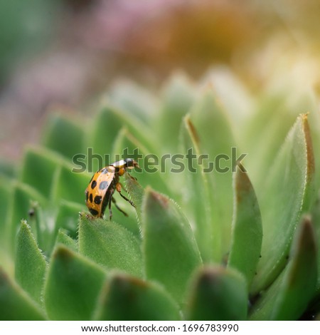 Yellow ladybug on a green spiky plant Saxifraga. Little ladybirds are covered with dew drops. Sunny summer morning. Cute and beautiful macro for wallpaper or photo picture.