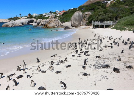Penguin Colony at Boulders Beach