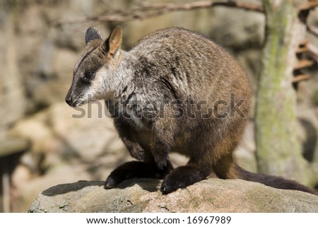 australian rock wallaby