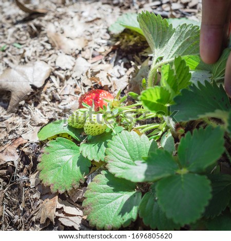 Hand picking fresh homegrown strawberry from backyard garden in Texas, America. Organic berries on thick leave mulch background for natural weed control Royalty-Free Stock Photo #1696805620