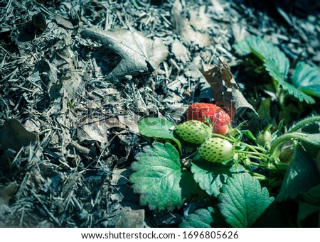 Close up organic strawberry bush with red and unripe green strawberries at backyard garden in Texas, America. Homegrown berries on thick leave mulch background for natural weed control Royalty-Free Stock Photo #1696805626