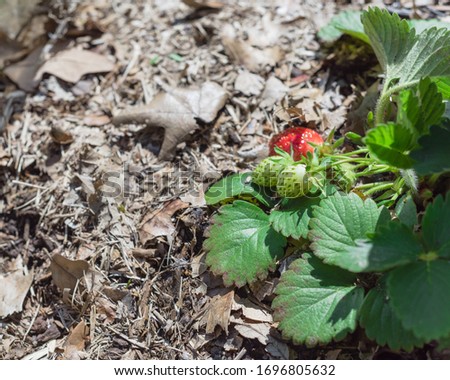 Close up organic strawberry bush with red and unripe green strawberries at backyard garden in Texas, America. Homegrown berries on thick leave mulch background for natural weed control Royalty-Free Stock Photo #1696805632