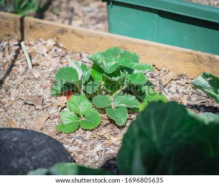 Raised  bed garden with strawberry plant and red fruit on thick leave mulch in Texas, America. Homegrown berry fruits on organic strawberries bush. Royalty-Free Stock Photo #1696805635