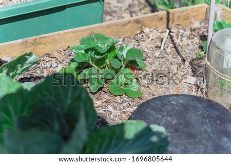 Raised  bed garden with strawberry plant and red fruit on thick leave mulch in Texas, America. Homegrown berry fruits on organic strawberries bush. Royalty-Free Stock Photo #1696805644