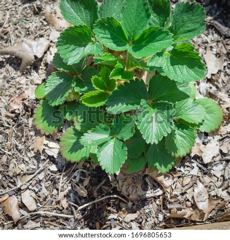Top view healthy strawberry bush with unripe berry fruit under green leaves at backyard garden in Texas, America. Homegrown berries on thick leave mulch background for natural weed control Royalty-Free Stock Photo #1696805653