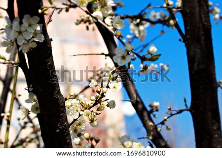 bee on blooming fruit tree branches