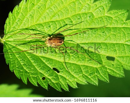 A beautiful long leged Opiliones  Royalty-Free Stock Photo #1696811116