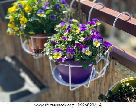Flowerpot with spring flowers viola cornuta in vibrant violet and yellow color, purple pansies in the pot hanging on a balcony fence, spring wallpaper background
