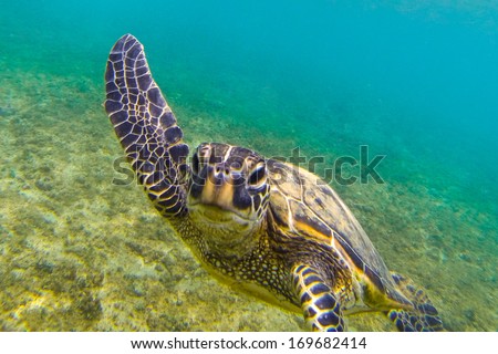 Hawaiian Green Sea Turtle (Honu) Royalty-Free Stock Photo #169682414
