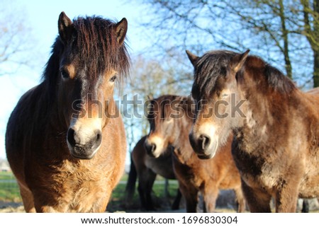 Two horses enjoying the spring sun, front view