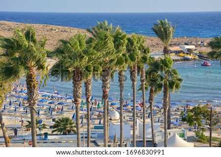 Palm trees in windy Aiya Napa. Cyprus island.