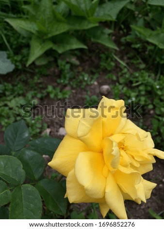 Beautiful yellow rose full of juice.
