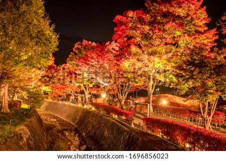 Light up maple corridor (Momiji Kairo) at Kawaguchiko Lake in Autumn at night (Yamanashi, Japan)
