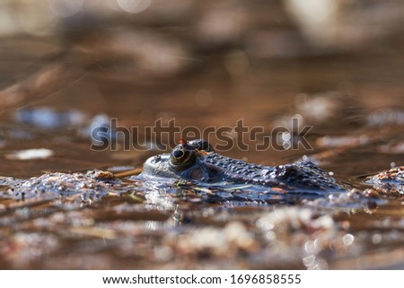 Common frog, Rana temporaria, also known as European common frog, European common brown frog, or European grass frog waiting in shallow water in spring sunny day for other frogs to make reproduction.