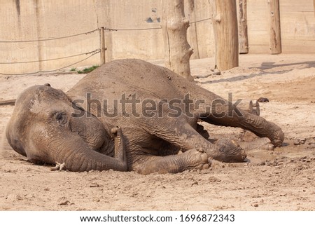 a photo of a big elephant trying to get up