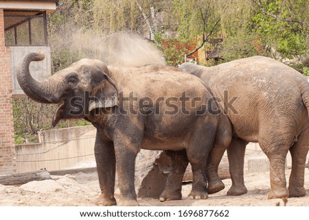picture Big elephant with details in nature