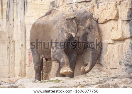 picture Big elephant with details in nature