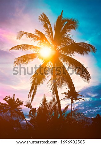 Palm silhouette against sky on sunset