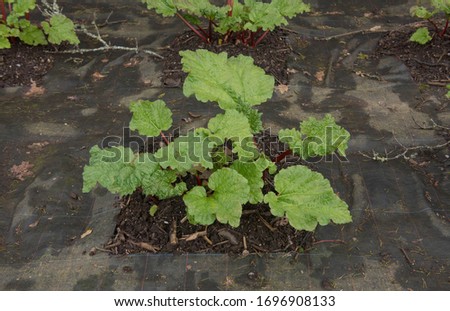 Home Grown Organic Spring Rhubarb Plant (Rheum x hybridum 'Champagne') Surrounded by Weed Suppressant Fabric in a Vegetable Garden in Rural Devon, England, UK Royalty-Free Stock Photo #1696908133