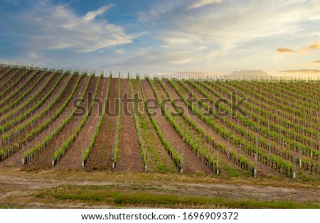 Sunset over Vineyard in Tuscany, Italy