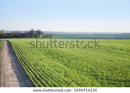 Sown farm field with wheat and cereal. Rising sprouts of barley and oats. A boundless garden with bread for food. Industrial stock theme