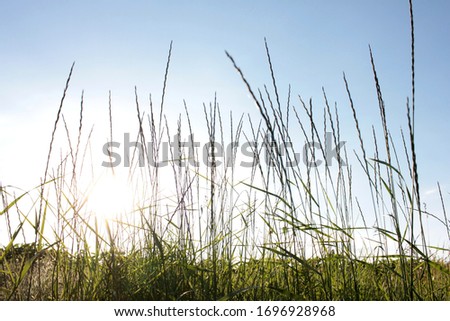 High grass against the sun and a blue sky. Natural summer background with copy space. Low view