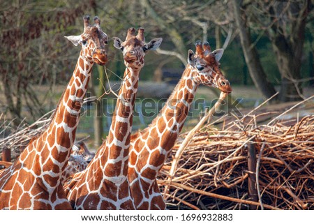 portrait of three giraffe brothers 