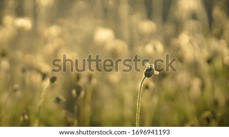 Beautiful nature bokeh sunshine abstract blurred background