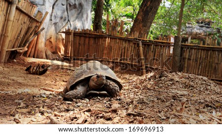 Crawling tortoise in the nature