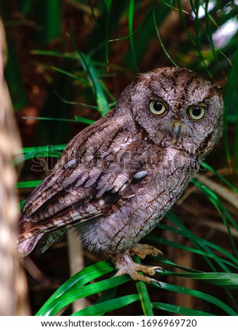 Eastern Screech Owl perched on a leaf in tropical Miami