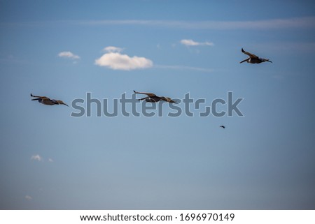 Amazingly beautiful group of three big Dalmatian pelicans flying with big span of wings. Cloudy winter blue sky over Porto Lagos, Northern Greece. Picturesque frozen moment of Nature