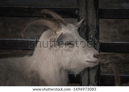 Pictures of milk goats in a pen from a farm in Anseong, South Korea