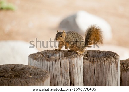Squirrel sitting on top on tree trunk looking for food