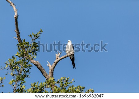 White and grey male swallow-tailed kite Elanoides forficatus perches on a dead tree in Sarasota, Florida