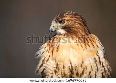 Red tailed hawk perched at the Howell Nature Center. Royalty-Free Stock Photo #1696990093