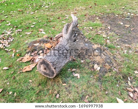 A picture of a tree stump falling down by being cut in the garden showing the sign of the environment and ecosystem being destroyed