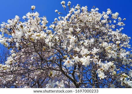 White and pink flower of a star magnolia (magnolia stellata) tree in spring