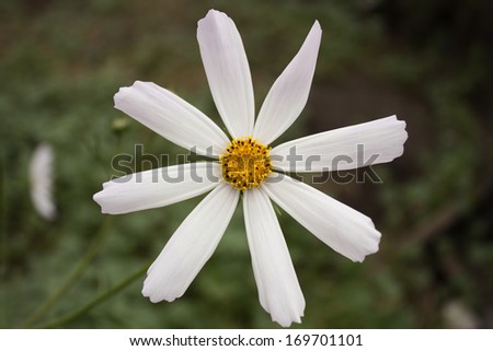 White daisy in a garden. Photo.