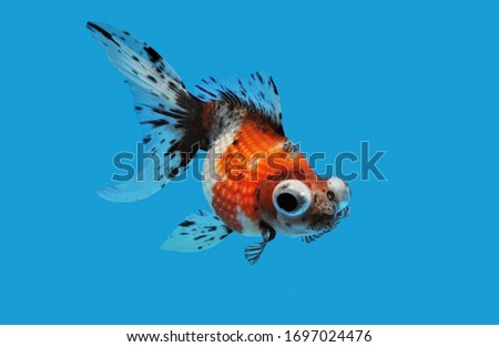The colorfu hybrid Peal Scale and Telescope eye (Moor, demekin) goldfish on isolated blue background. Carassius auratus is one of the most popular ornamental fish.