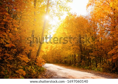 The road through the autumn forest