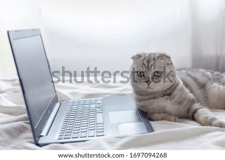 A Scottish fold cat lies next to a laptop and Cute domestic cat on the bed. Stay at home coronavirus pandemic, work from home. Laziness to work, workspace organization