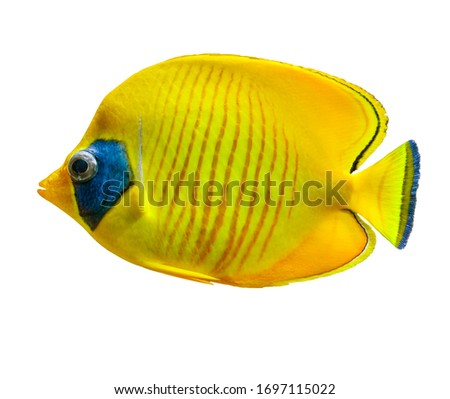Fish Aquarium Tropical Yellow isolated on white. dicut save in jpg file Clipping paths. Royalty-Free Stock Photo #1697115022
