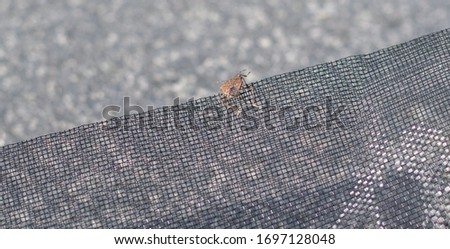 stink bug on insect net - bug plague in summer
