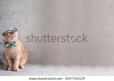 Funny cat in bow tie wearing glasses sitting on gray background and looking at copy space for text. Business, distant education banner, poster, calendar, greeting card, online courses