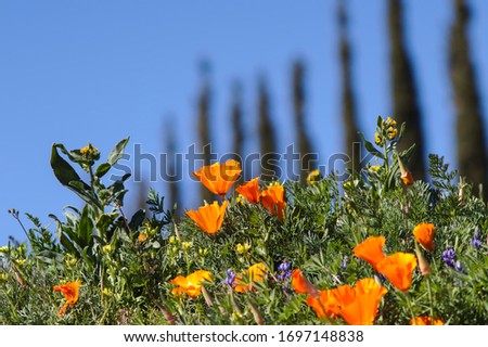 Cluster of wild California poppies with poplar trees and blue sky in the background