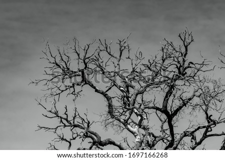Art picture of dead tree with branches. Death, sad, lament, hopeless, and despair background. Drought of the world from the global warming crisis. Natural death. Black and white photo of dead tree.