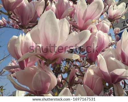 magnolia flowers in park and garden