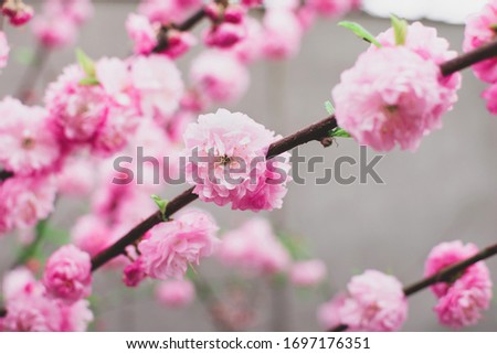 Fool bloom of pastel pink flowers of oriental chinese cherry sakura tree. Cherry blossoms tree. Spring floral concept.