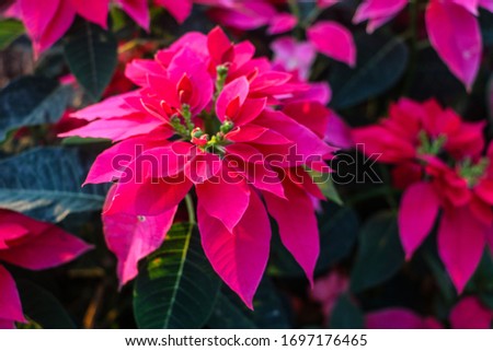 beautiful  flowers and leaves in the clear sky under sunlight. Nature background or wallpaper